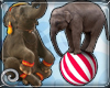 EDJ Circus Elephant Enh