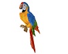 Goa Parrot anim