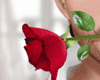 P | VDay Rose ❣️