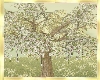 Old White Blossom Tree