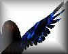 Blue+black velvet wings