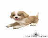 Puppy 1