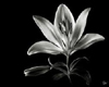 Black / silver Lily 2