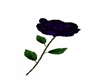 Blue rose couple ReR