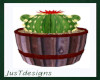 Cactus Barrel