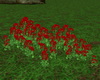 Red Geraniums Flowers