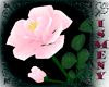 [Is] Roses w/ Fairies