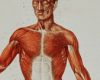 Flayed Skin