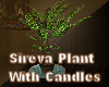 Sireva Plant With Candle