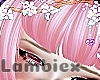 Oisticu
