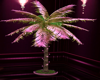 O*Val palm tree