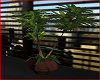 Classical Office Plant