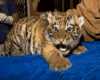Tiger Bengal Baby