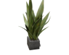 plant palm