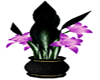 purple flowers plant