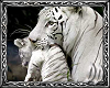 ~DD~ White Tiger Pic 5