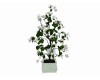 White flower plant pot