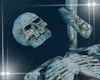 Bone Skeleton