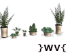 }WV{ Paris Plants *Desir