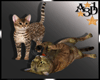 A3D* Cats 1