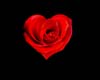 heart shaped rose