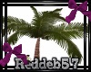 *RD* Palm Tree