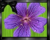 {C} Flower lamp purple