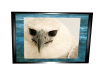 BlueWater harp eagle