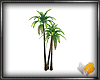 (ED1)Coconut palm-Ac