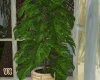 Ratan Monstera
