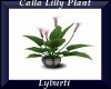 Calla Lilly Plant