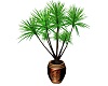 bc's houseplant palm