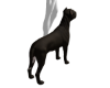 chien 1
