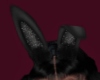 Bunny Ears