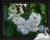 Gorgeous White Lilac