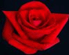 ANIMACION  ROSAS