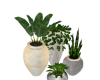 home potted plants