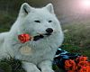 White Wolf with Rose