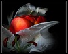 (V)Picture of red tulip