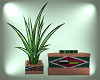 Plant w Native pot [2]