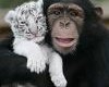 Monkey & Tiger Picture