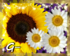 G- 2d Sunflower+Daisies