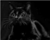 Black Cats - PURR