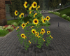 (S)Sunflowers