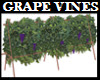 GRAPES ON THE VINES