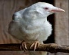 Albino Crow/Raven