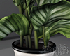 Zebrina Plant v2