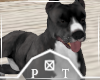 Grey Pitbull Pet Dog