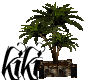 [kiki]palm plant 1