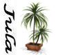 TT plant tall palm